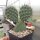 Opuntia rhodantha v. nigra (dw)