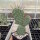 Opuntia rhodantha v. nigra (dw)
