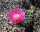 Opuntia rhodantha v. nigra (dw)