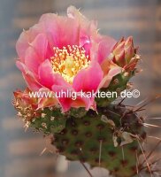Opuntia rhodantha v. pisciformis (dw)