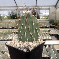Opuntia rhodantha v. pisciformis (dw)