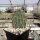 Opuntia rhodantha v. pisciformis (dw)