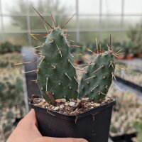 Opuntia rhodantha v. spinosior Richter (dw)