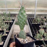 Opuntia rhodantha v. spinosior Richter (dw)