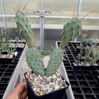 Opuntia rhodantha v. spinosior Richter (dw)