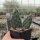 Opuntia rhodantha v. spinosior Richter (dw)