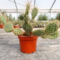 Opuntia rhodantha x utahensis (dw)