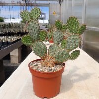 Opuntia rhodantha x utahensis (dw)