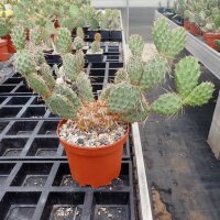 Opuntia rhodantha x utahensis (dw)