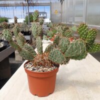 Opuntia rhodantha x utahensis (dw)