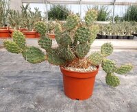 Opuntia rhodantha x utahensis (dw)