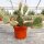 Opuntia rhodantha x utahensis (dw)