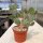 Opuntia rhodantha x utahensis (dw)