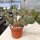 Opuntia rhodantha x utahensis (dw)