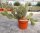 Opuntia rhodantha x utahensis (dw)