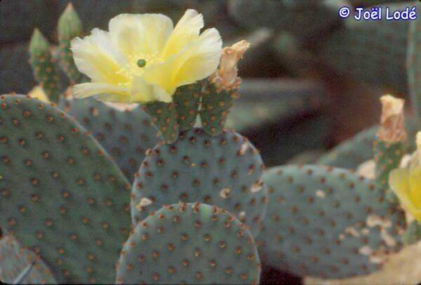 Opuntia rufida