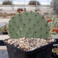 Opuntia rufida