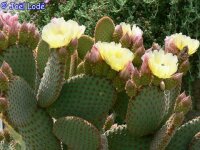 Opuntia rufida
