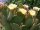 Opuntia rufida