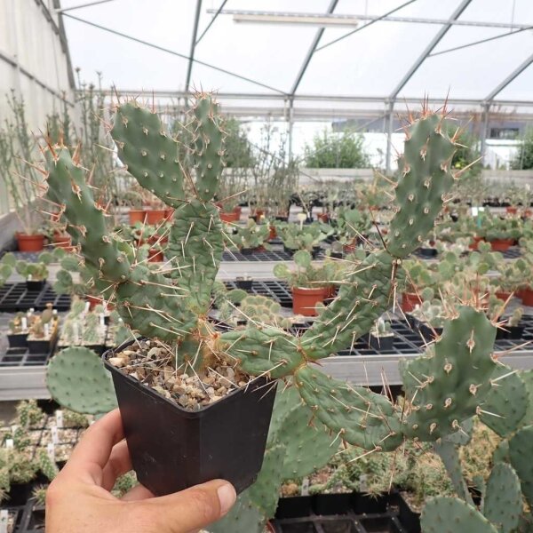 Opuntia rutila (dw)