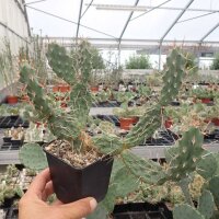 Opuntia rutila (dw)