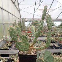 Opuntia rutila (dw)