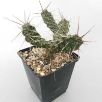 Opuntia rutila (dw)