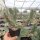 Opuntia rutila (dw)