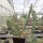 Opuntia rutila (dw)
