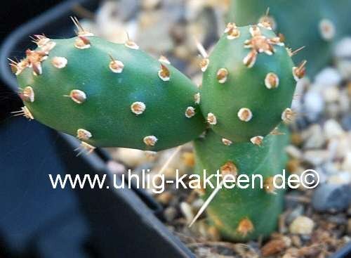 Opuntia rutila robust BM 96A (dw)