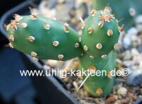 Opuntia rutila robust BM 96A (dw)