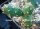 Opuntia rutila robust BM 96A (dw)