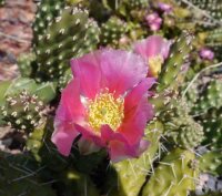 Opuntia rutila cv. Super (dw)