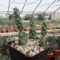 Opuntia rutila cv. Super (dw)