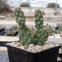 Opuntia rutila cv. Super (dw)