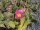 Opuntia rutila cv. Super (dw)