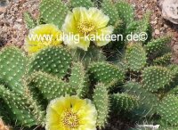 Opuntia rutila-arenaria TX BM J96K (dw)