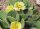Opuntia rutila-arenaria TX BM J96K (dw)