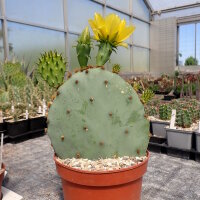 Opuntia spec. (dw)