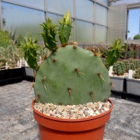 Opuntia spec. (dw)