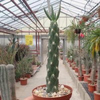 Austrocylindropuntia subulata