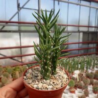 Austrocylindropuntia subulata