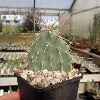 Opuntia tortispina w. Albuquerque, New Mexico (dw)