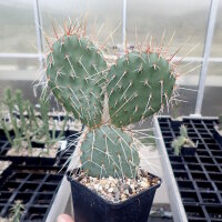Opuntia tortispina w. Albuquerque, New Mexico (dw)