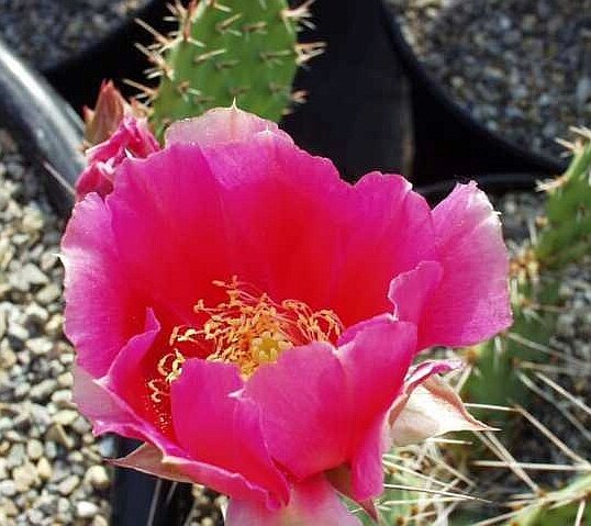 Opuntia tortispina DJF 1139  (dw)