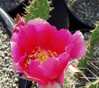 Opuntia tortispina DJF 1139  (dw)
