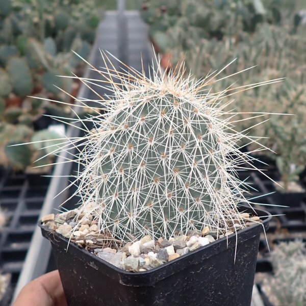 Opuntia erinacea v. ursina cv. Aureiflora (dw)
