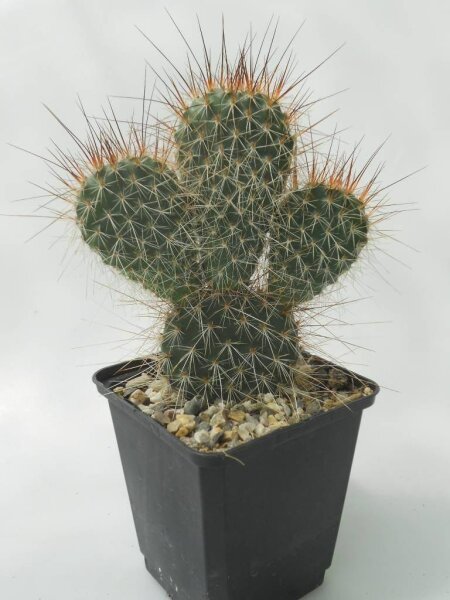 Opuntia erinacea La Sal Mts., Utah, USA, 2200 m (dw)