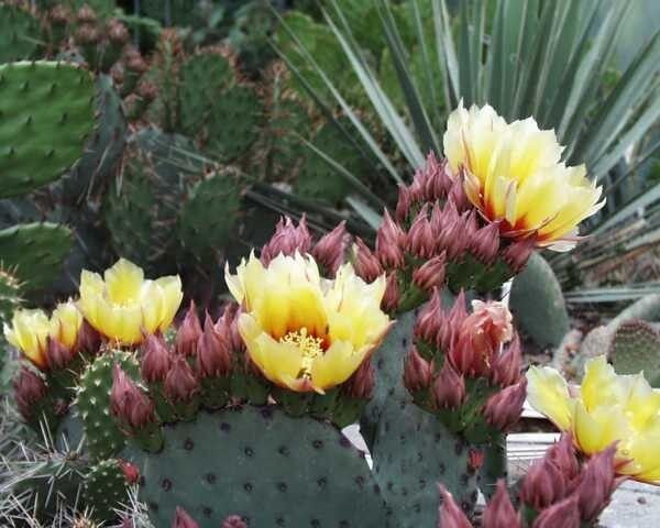 Opuntia violacea (dw)