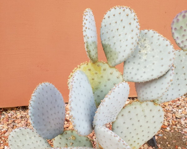 Opuntia gosseliniana Kanab, Utah, USA (dw)